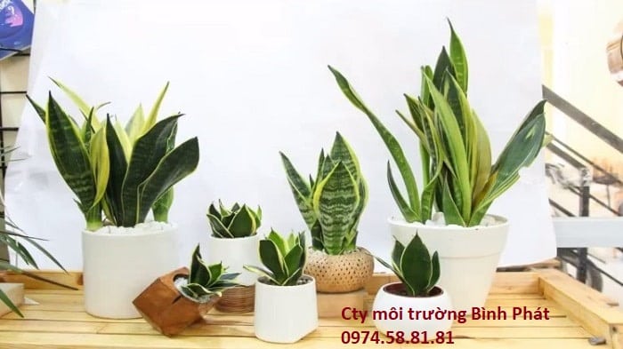 Xử lý mùi hôi bể phốt, nhà vệ sinh bằng cây xanh