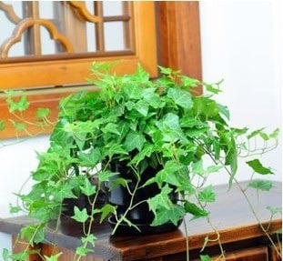 Cây thường xuân leo 