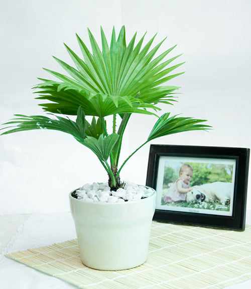 Cây cọ xanh là lựa chọn tuyệt vời để trồng trong nhà vệ sinh