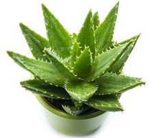 Cây lô hội có những đặc tính tốt 