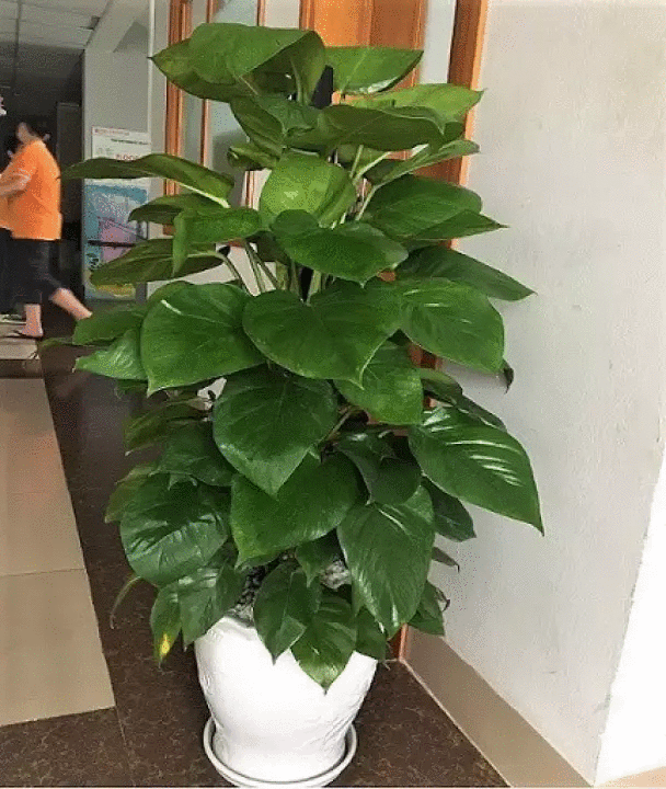 Cây trầu bà giúp lọc không khí 