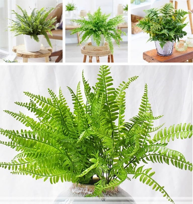 Cây dương sỉ giúp lọc không khí hiệu quả
