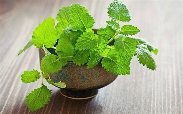 Cây bạc hà thích hợp trồng trong nhà vệ sinh