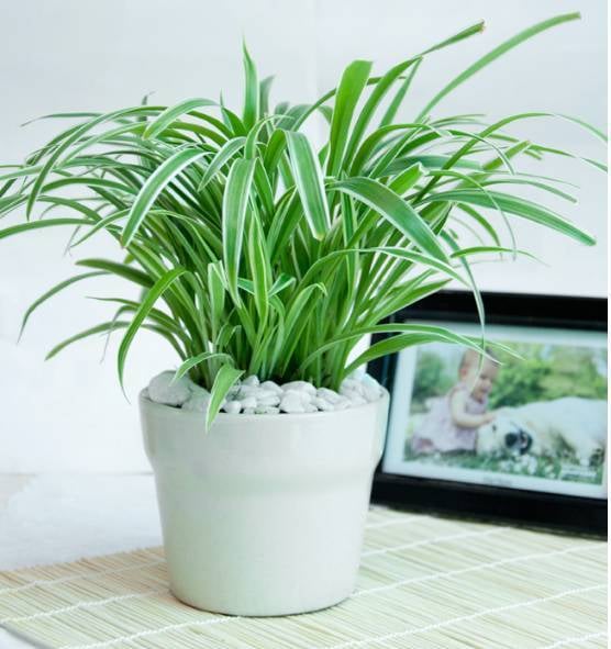 Cây nhện ứng cử viên sáng giá trồng trong nhà vệ sinh