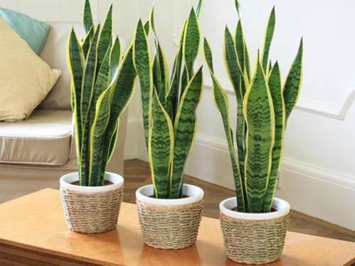 Cây lưỡi hổ là ứng cử viên tuyệt vời